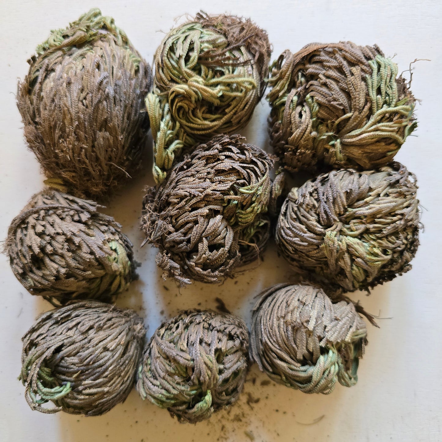 Rose of Jericho